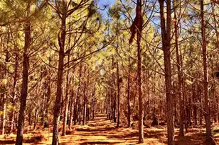 357 Collum Pond Rd, Wagener, SC 29164 - Photo 84