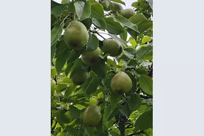 357 Collum Pond Road, Wagener, SC 29164 - Photo 82