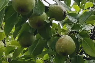 357 Collum Pond Rd, Wagener, SC 29164 - Photo 82