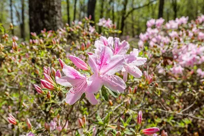 3593 Silver Bluff Road, Aiken, SC 29803 - Photo 6