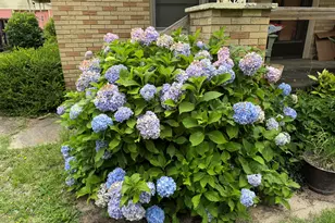 289 Cathy Dr, Warrenville, SC 29851 - Photo 6