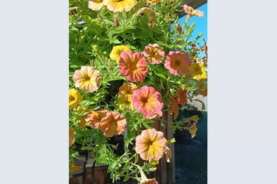 247 Horseshoe Trail, Barnwell, SC 29812 - Photo 6