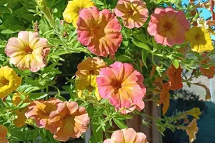 247 Horseshoe Trail, Barnwell, SC 29812 - Photo 6