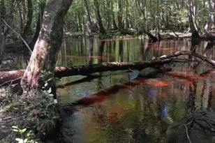 247 Horseshoe Trail, Barnwell, SC 29812 - Photo 68