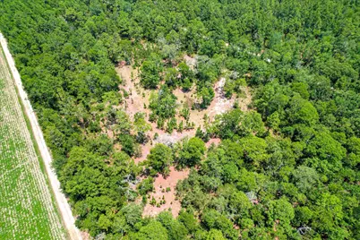 17 Acres Hard Luck Lane, Windsor, SC 29856 - Photo 14