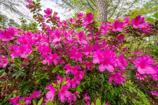 1433 Pine Log Rd, Aiken, SC 29803 - Photo 24