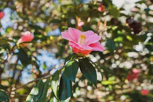 105 Florence St, Aiken, SC 29801 - Photo 22