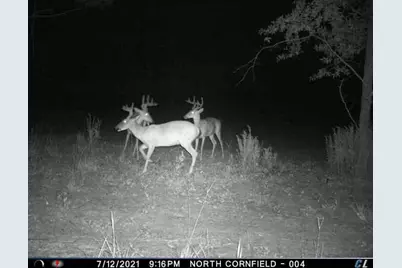 7901 Ashleigh Road, Blackville, SC 29817 - Photo 60