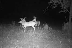 7901 Ashleigh Rd, Blackville, SC 29817 - Photo 60