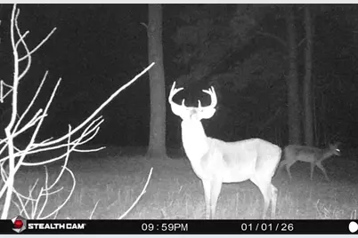 7901 Ashleigh Road, Blackville, SC 29817 - Photo 8