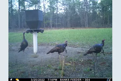 7901 Ashleigh Road, Blackville, SC 29817 - Photo 8