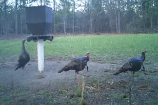 7901 Ashleigh Rd, Blackville, SC 29817 - Photo 8