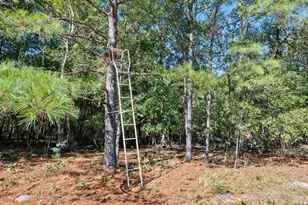 7901 Ashleigh Rd, Blackville, SC 29817 - Photo 62