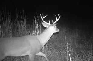 7901 Ashleigh Rd, Blackville, SC 29817 - Photo 48