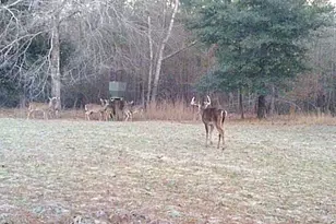 7901 Ashleigh Rd, Blackville, SC 29817 - Photo 60