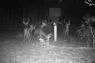 7901 Ashleigh Rd, Blackville, SC 29817 - Photo 80