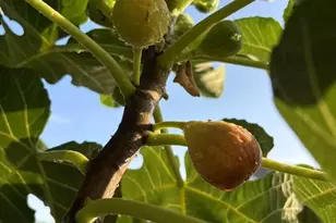 118 Wilcox Dr, Grovetown, GA 30813 - Photo 56