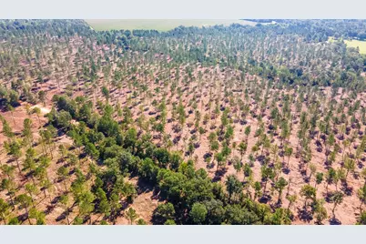 Lot 5 Bluffwood Road, Wagener, SC 29164 - Photo 4