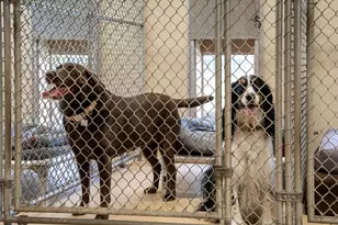 1029 Shell Bluff Dr, Aiken, SC 29803 - Photo 62