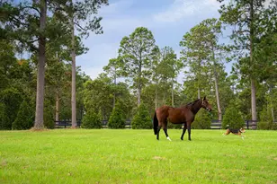 1029 Shell Bluff Dr, Aiken, SC 29803 - Photo 66