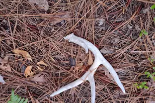 357 Collum Pond Rd, Wagener, SC 29164 - Photo 78