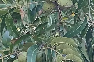 357 Collum Pond Rd, Wagener, SC 29164 - Photo 82