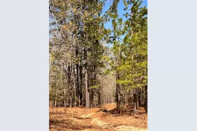 88.58 Acre Collum Pond Road, Wagener, SC 29164 - Photo 6