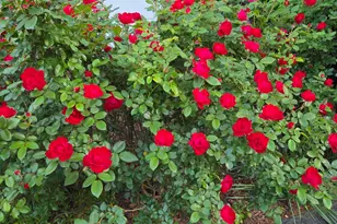 484 Powderhouse Rd SE, Aiken, SC 29801 - Photo 46