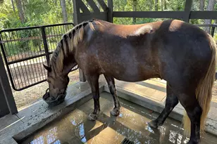 127 Martin Hollow Rd, Aiken, SC 29803 - Photo 56