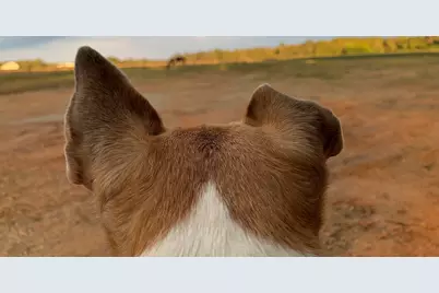 127 Martin Hollow Road, Aiken, SC 29803 - Photo 66