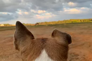 127 Martin Hollow Rd, Aiken, SC 29803 - Photo 66