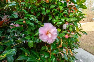 201 Buck Point Ct, Aiken, SC 29803 - Photo 22