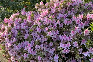 2138 Joyner Pond Rd, Aiken, SC 29803 - Photo 40