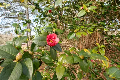 1164 Arbutus Hills Drive, Aiken, SC 29801 - Photo 10