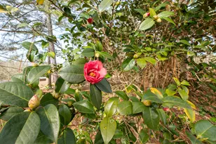 1164 Arbutus Hills Dr, Aiken, SC 29801 - Photo 10