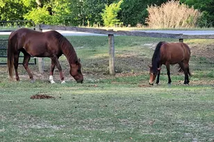 331 Glenwood Dr, Warrenville, SC 29851 - Photo 4