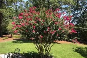 356 Forest Pines Rd, Aiken, SC 29803 - Photo 42