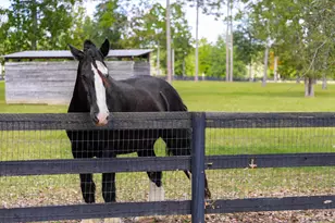 215 Filly Dr, Aiken, SC 29803 - Photo 62