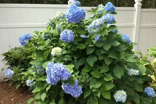 589 Pintail Dr, Aiken, SC 29803 - Photo 90