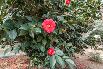 3215 Colonial Drive, Aiken, SC 29801 - Photo 28