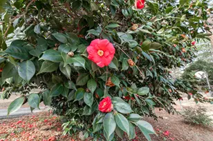 3215 Colonial Dr, Aiken, SC 29801 - Photo 28