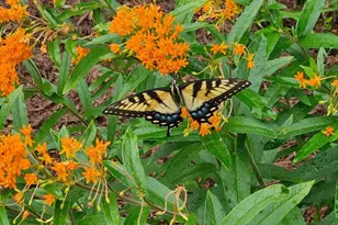 3039 Tarleton Ct, Beech Island, SC 29842 - Photo 62