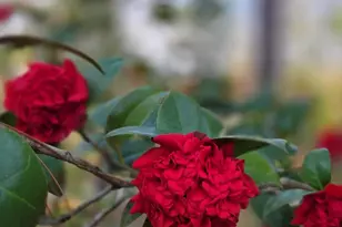 2133 Trail Point, Aiken, SC 29803 - Photo 54