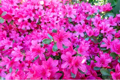 125 Laurel Oak Drive, Aiken, SC 29803 - Photo 36