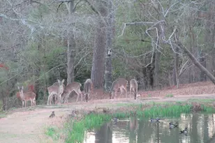 475 Douglas Dr, Beech Island, SC 29842 - Photo 2