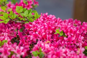 3346 Tanglewood Dr, Augusta, GA 30909 - Photo 16