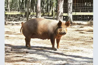 3561 Old 96 Indian Trail, Wagener, SC 29164 - Photo 26