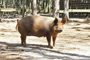 3561 Old 96 Indian Trail, Wagener, SC 29164 - Photo 26