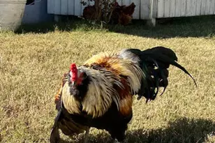 4097 Snaffle Bit Dr, Aiken, SC 29803 - Photo 82