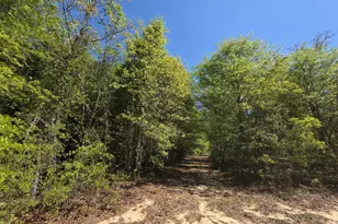 Lot 5 Briarwood Dr, Williston, SC 29853 - Photo 1